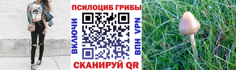 kraken tor  Купино  Псилоцибиновые грибы Magic Shrooms 